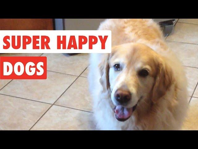 Super Happy Dogs | Funny Dog Video Compilation 2017