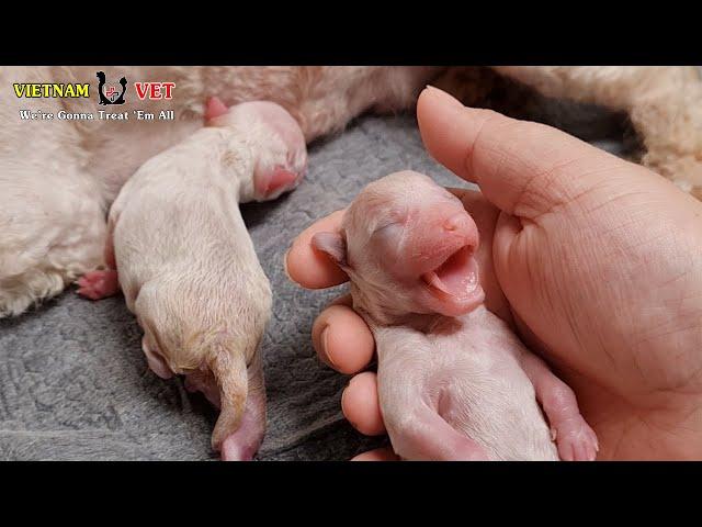 The birth cry of a baby newborn puppy | Animal Vet clinic