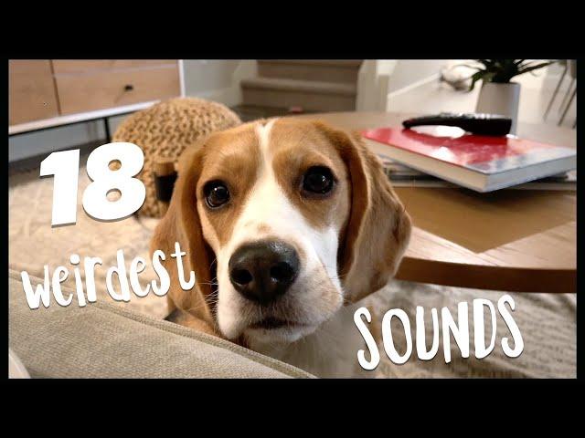 18 WEIRDEST sounds a beagle makes