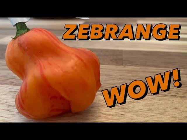 Zebrange Pepper grown by Deathridge Peppers! One of the tastiest pods I've had!