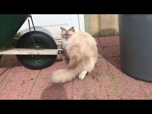 Ragdoll cat - Кошка Рэгдолл на прогулке - Снежинка выбралась на прогулку - УРА - свобода!