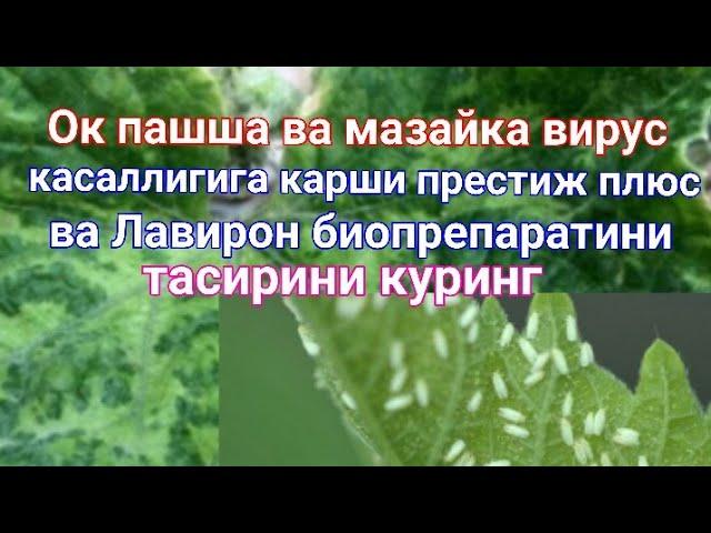 Ок пашша ва мазайка вирус касаллигига Престиж плюс ва Лавирон биопрепаратини тасири