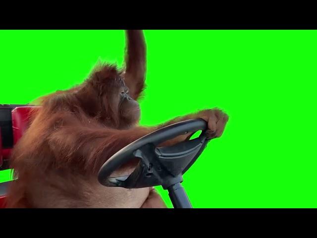 Orangutan Driving - Green Screen