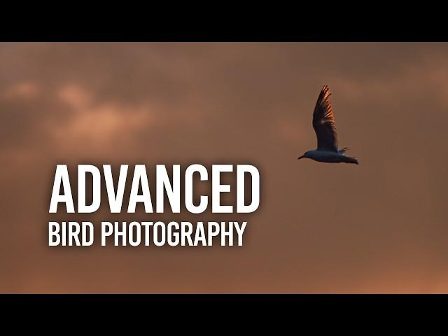 Level Up Your Bird Photography: Tips from the Field