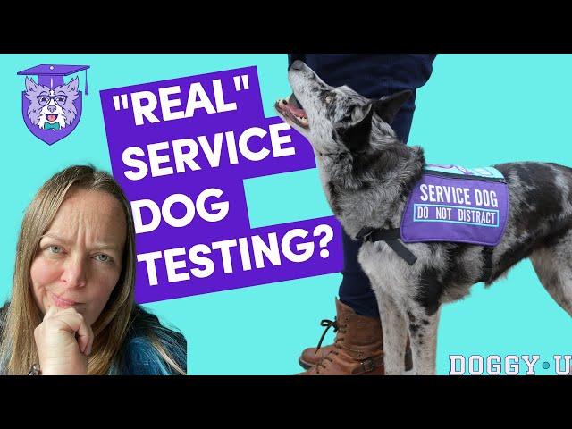 Make My Dog a “Real” Service Dog? Service Dog Testing and Training Path Explained