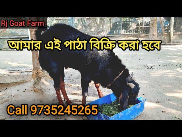 আমার খামারের পাঠা বিক্রি করা হবে ৷Rj Goat Farm Bahirgachi Nadia.goatfarming