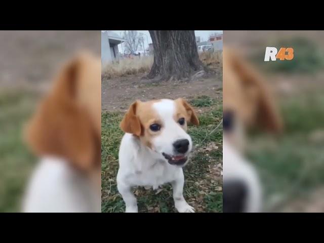 Perrito se hace viral por odiar la canción de "Mi bebito fiu fiu"