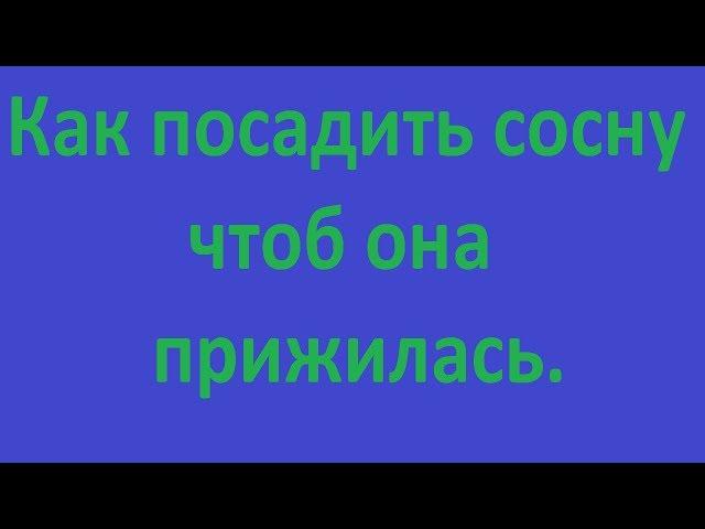 Как посадить сосну, чтобы она прижилась.