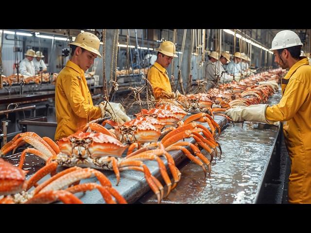 This is Why Golden King Crab is So Expensive - Modern Fish Processing