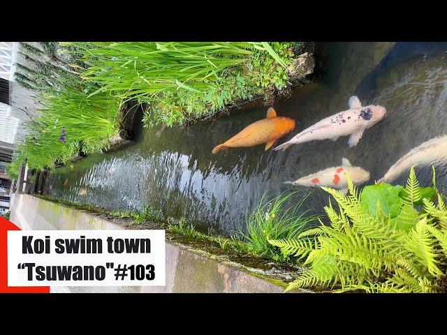 Koi swim town "Tsuwano" 鯉の泳ぐまち津和野（Tsuwano, Shimane, Japan）