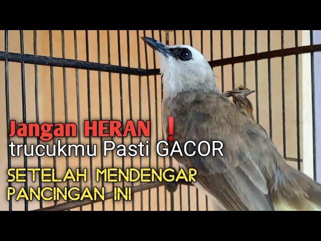 Trucuk BETINA memanggil Jantan Suara Birahi Ngecuplik 100% pancingan trucukan gacor agar BUNYI EMOSI