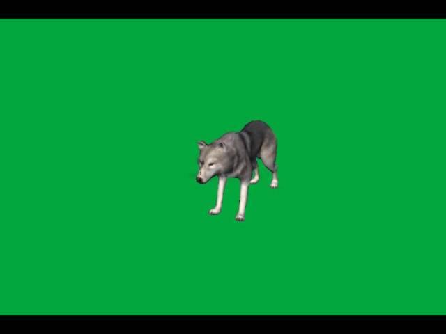 Wolf Green Screen Effect.