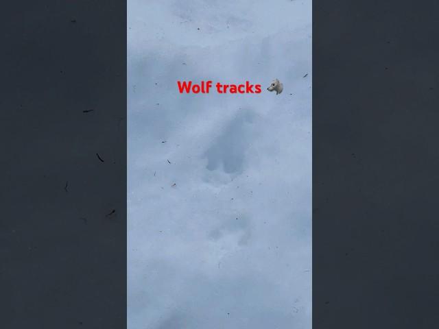 Tracking wolves  #wolves #wolf #homestead #offgrid #wolfhunt #hunting #alaska #tracking