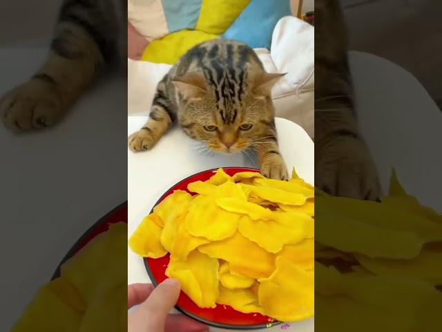 the cat that eats everything   #shorts #funnycats