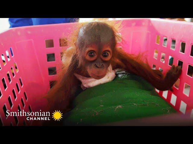 Baby Orangs Are Weighed to Assess Their Health ️ Orangutan Jungle School | Smithsonian Channel