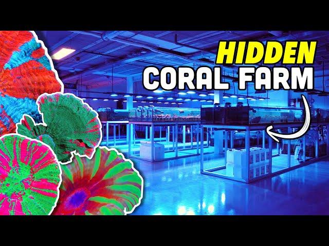 The RAREST & Most EXPENSIVE Corals I've Ever Seen in One Place!