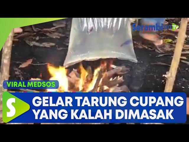 Viral Video Pemuda Gelar Tarung Cupang, Ikan yang Kalah Langsung Dimasak