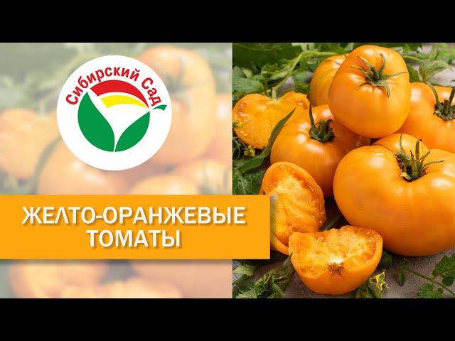 Желто-оранжевые томаты от агрофирмы "Сибирский Сад"