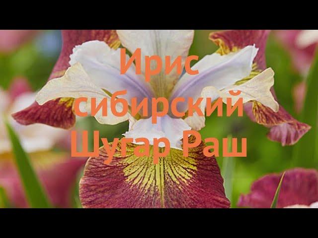 Ирис сибирский Шугар Раш (iris sibirica)  ирис Шугар Раш обзор: как сажать саженцы ириса Шугар Раш