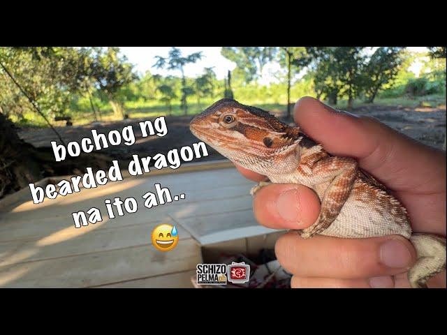 May Dragon na sa Schizo-Pelma Community! Let's Go!