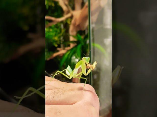 L5 Giant Shield Mantis eating cricket