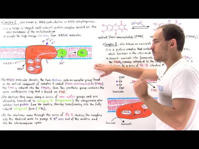 Complex I and II of Electron Transport Chain