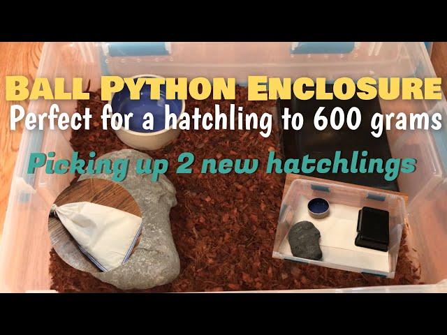 Ball Python Enclosure Setup || Adding 2 Baby Ball Pythons