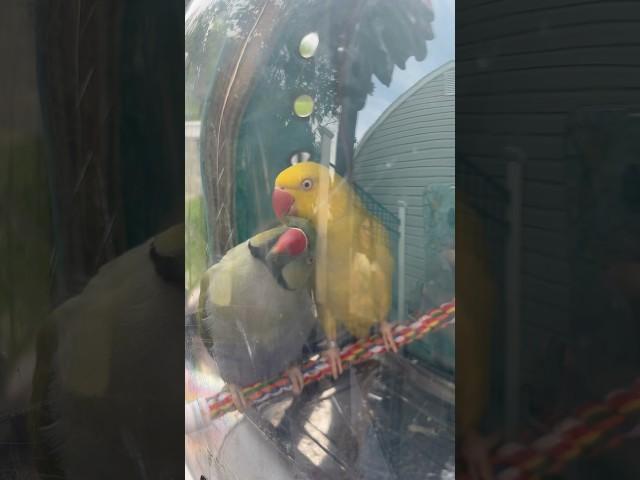 Summer lovin’  #cuteanimals #talkingparrot #talkingbird #4thofjuly #america #summer #couplegoals