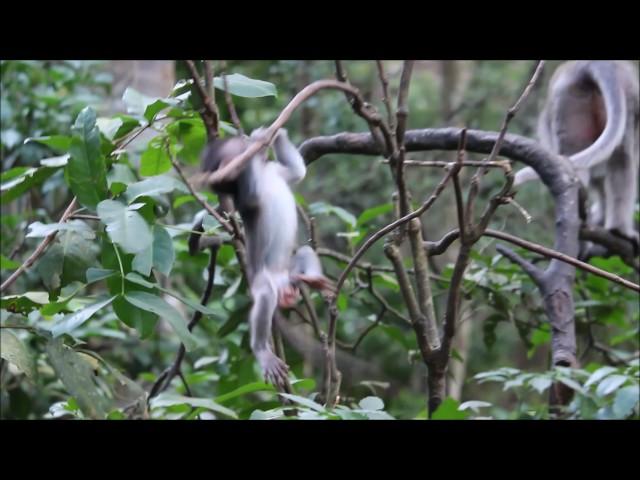 BABY MONKEY FALLS FROM BRANCH (SAD)