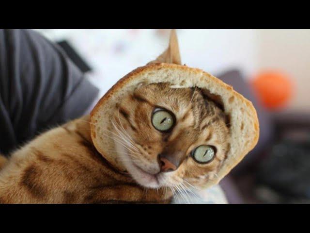 СМЕШНЫЕ КОТЫ И ДРУГИЕ ЖИВОТНЫЕ / 4 МИНУТЫ СМЕХА / FUNNY CATS AND OTHER ANIMALS