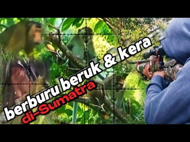 TEMBAK‼️BERBURU BERUK DAN KERA LIAR‼️ wild monkey hunting