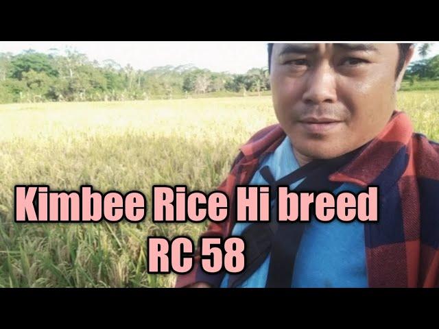 Kimbee Hi breed RC 58