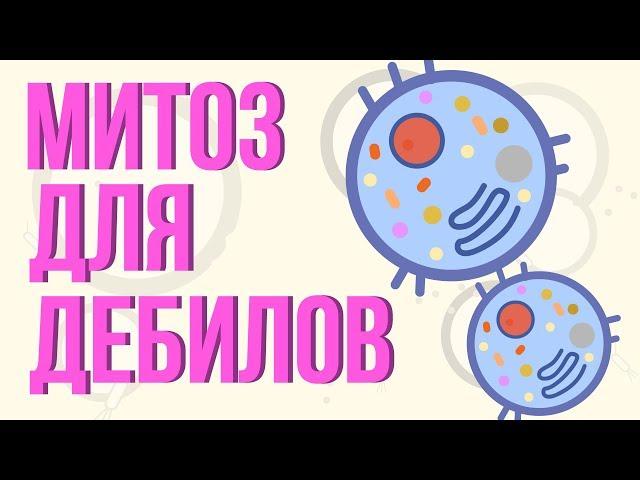 Митоз для дебилов