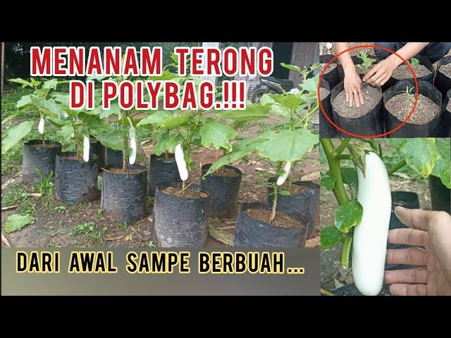 cara mudah menanam terong dari awal sampe panen.#terong #terongungu #garden