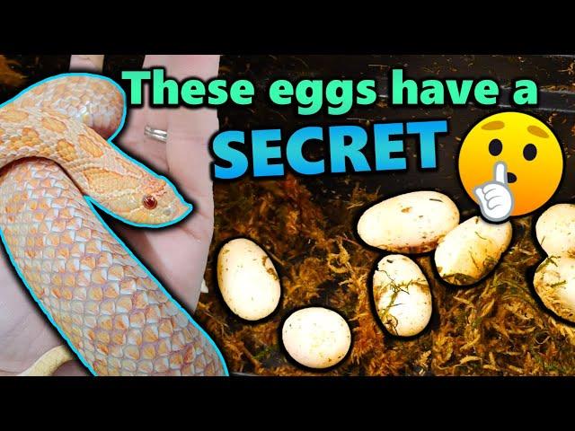 TWO Hognose Snakes Laid Eggs!!