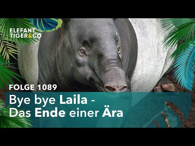 Tapir Laila verlässt den Zoo Leipzig (Folge 1089) | Elefant, Tiger & Co. | MDR