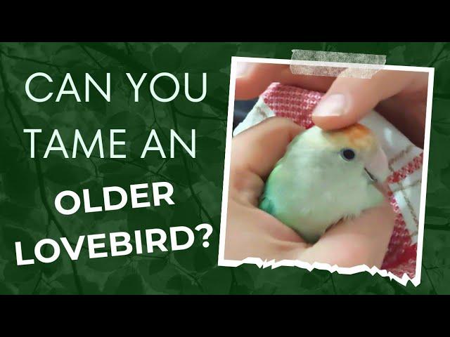 HOW TO train an older lovebird? |Tamed my lovebird in 10 DAYS?