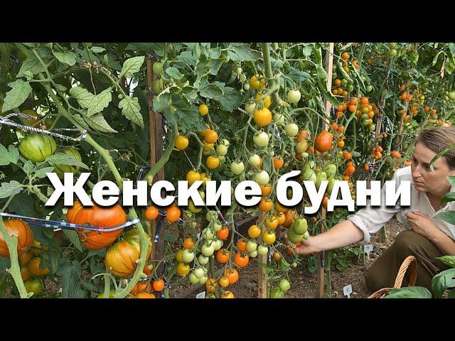 Что стало с огородом мечты? // урожайное лето // женские будни