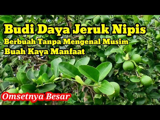 MELIHAT PERKEMBANGAN TANAMAN JERUK NIPIS #jeruknipis #tanamanjeruk #kebunjeruk