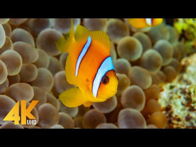 The Best of Red Sea Underwater in 4K - Colorful Reefs & Sea Life + Music