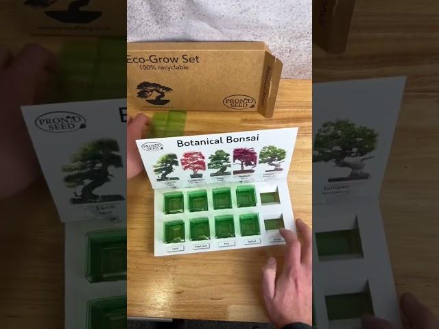 Grow your own Bonsai Trees with our Eco Grow Kit #asmr #shorts
