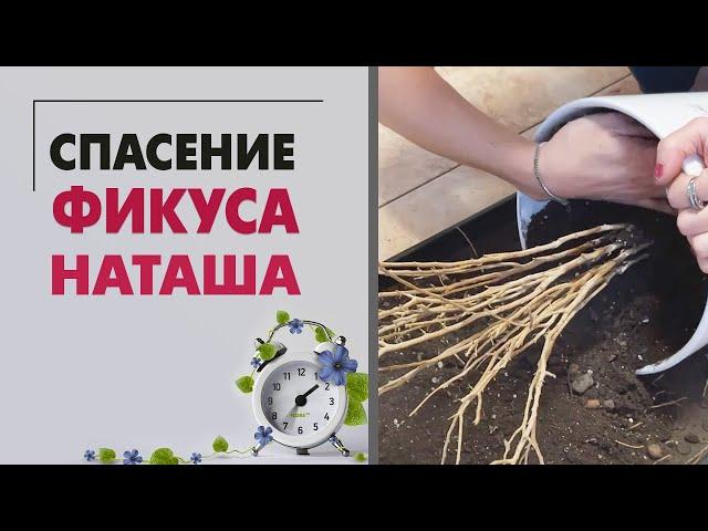 Спасение фикуса Наташа | Что делать. если фикус сбросил всю листву