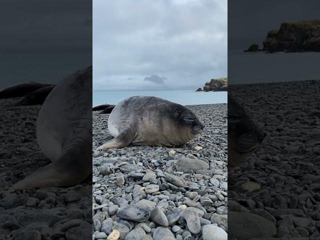 КАК ЧИХАЕТ МОРСКОЙ КОТИК? HOW DOES A SEAL SNEEZE?