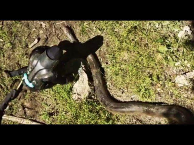 Eaten Alive By An Anaconda? [VIDEO]