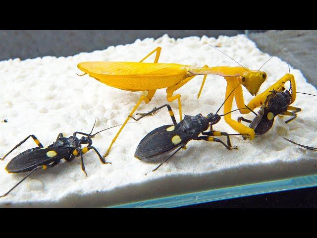 Golden mantis VS 3 Assassin bugs, the ending is unexpected!