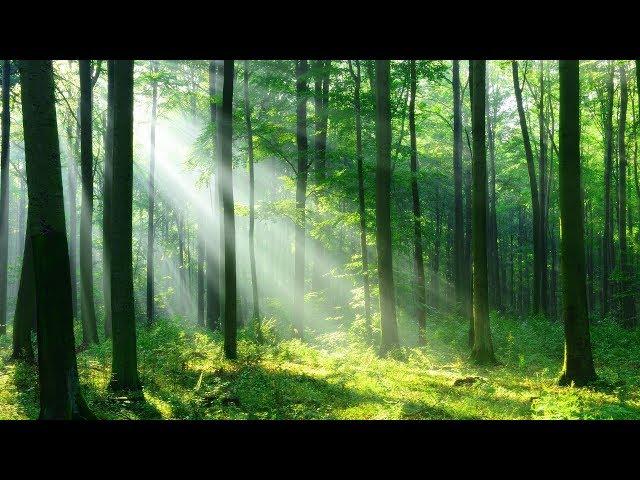 Relaxing Harp Music  Peaceful Birds Sounds, Stress Relief Music (Forest Light)