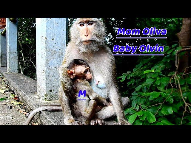 Please welcome hybrid monkey mom Oliva and baby Olvin in new troop | Olvin so hurt on his back