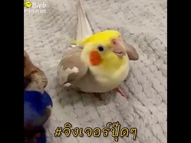 Cookie cookie. Cockatiel drops HC cookie beat. Loud audio 10 min good loop. #จิงเจอร์ปุ๊ดๆ