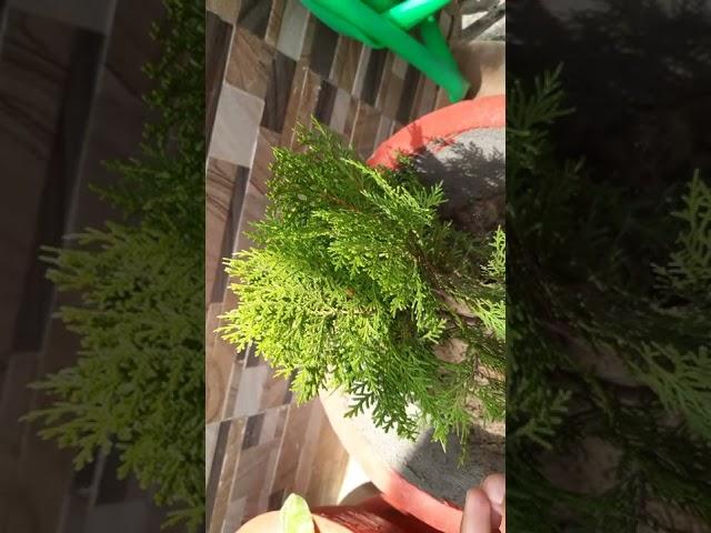 मोरपंखी का पौधा  कटिंग से कैसे लगाये #thuja #मोरपंखी plant care n propagation#tips and tricks