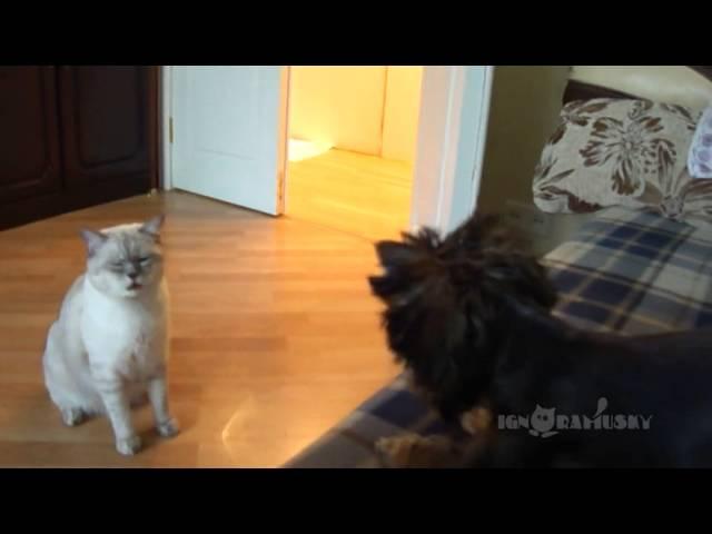 Cat: Who brought it into my house? / Кто принес это в мой дом?